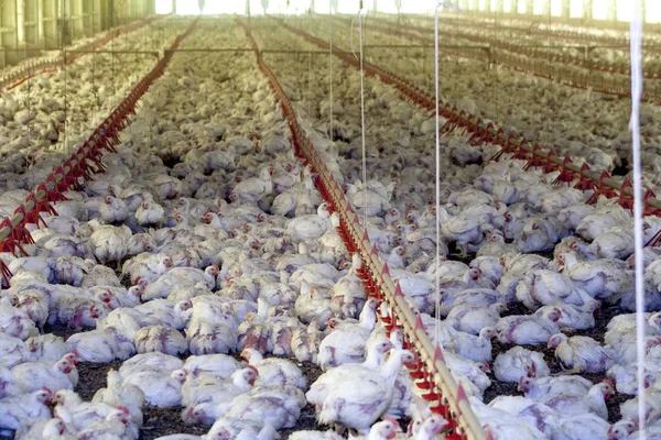 Hühnerfarm, Geflügel im Bundesstaat Santa Catarina, Brasilien,. — Stockfoto