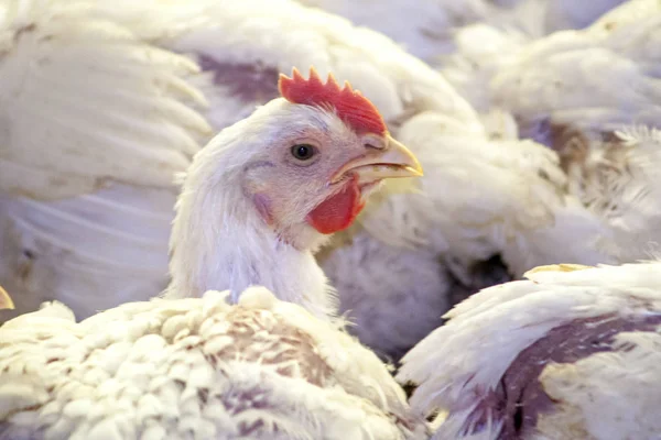 Itaiopolis, Santa Catarina, Brasil, 25 de septiembre de 2009. Granja de Pollos, Avicultura en el estado de Santa Catarina, Brasil ,. — Foto de Stock