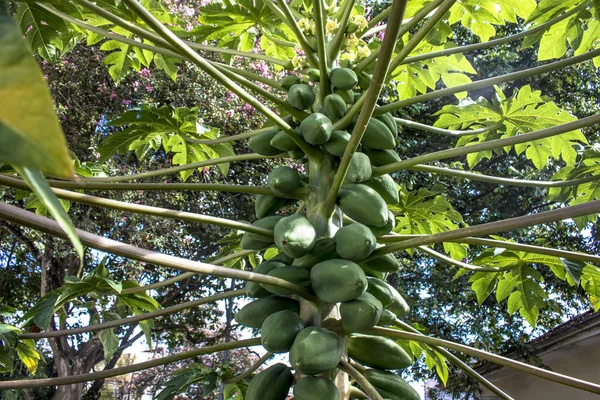 Árbol de papaya en San Pablo, Brasil — Foto de Stock