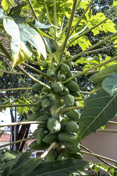 Árbol de papaya en San Pablo, Brasil — Foto de Stock