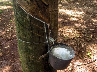 Sütlü lateks lastik ağacından (Hevea Brasiliensis) doğal kauçuk, em Ibiuna, Sao Paulo, Brezilya kaynağı olarak çıkarılan
