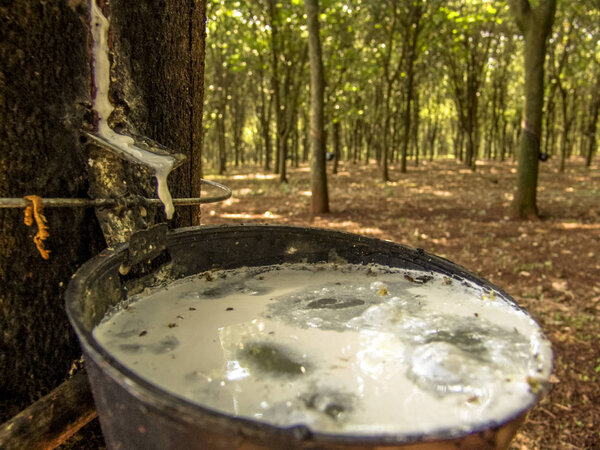 Milky latex extracted from rubber tree (Hevea Brasiliensis) as a source of natural rubber, em Ibiuna, Sao Paulo, Brazil