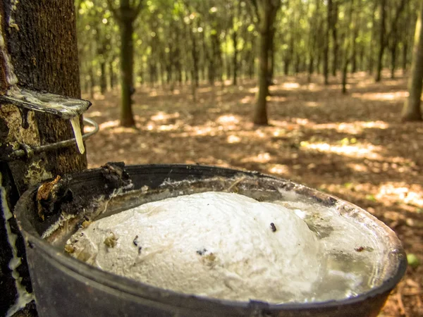 Milchlatex aus Kautschukbaum (hevea brasiliensis) als Quelle von Naturkautschuk, em ibiuna, sao paulo, brasilien — Stockfoto