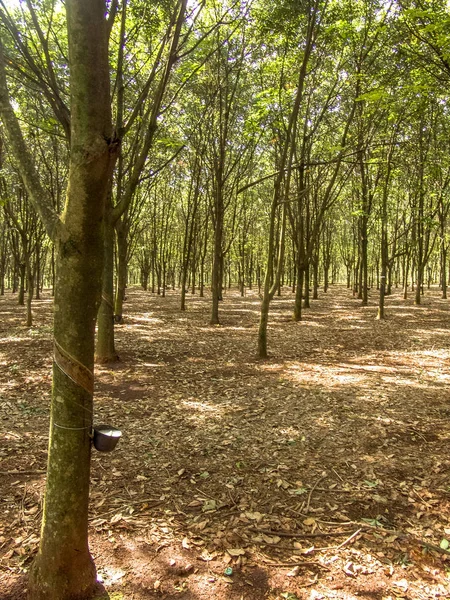 Milchlatex aus Kautschukbaum (hevea brasiliensis) als Quelle von Naturkautschuk, em ibiuna, sao paulo, brasilien — Stockfoto