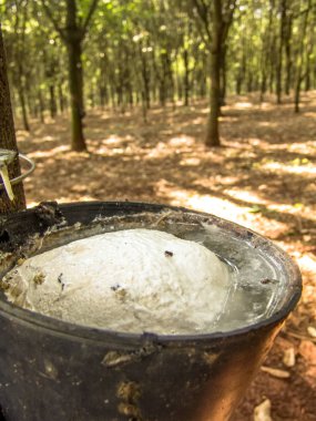 Sütlü lateks lastik ağacından (Hevea Brasiliensis) doğal kauçuk, em Ibiuna, Sao Paulo, Brezilya kaynağı olarak çıkarılan
