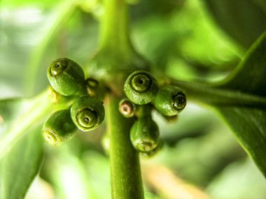 Brezilya'da kahve ağacı üzerinde yeşil kahve çekirdekleri