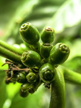 Brezilya'da kahve ağacı üzerinde yeşil kahve çekirdekleri