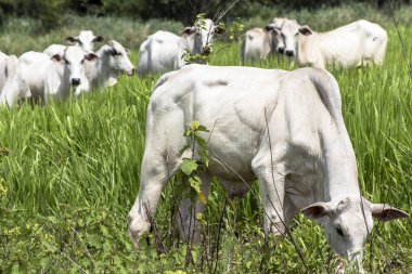Bir mera otlatma Nelore sığır sürüsü