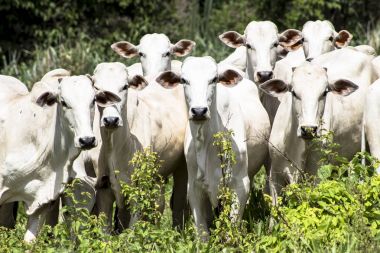 Bir mera otlatma Nelore sığır sürüsü