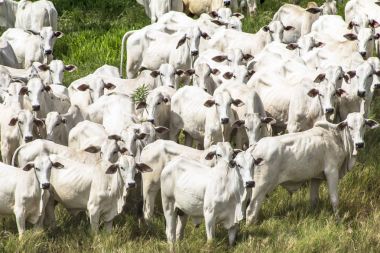 Bir mera otlatma Nelore sığır sürüsü