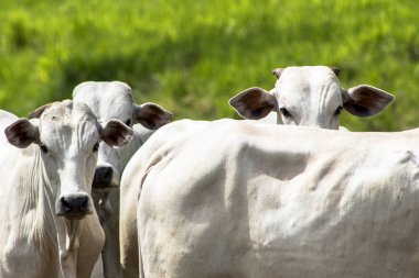 Bir mera otlatma Nelore sığır sürüsü