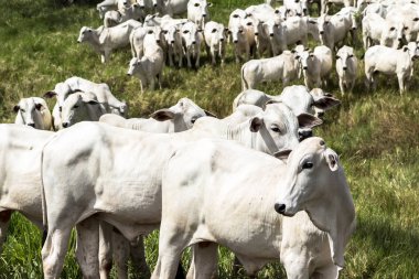 Bir mera otlatma Nelore sığır sürüsü