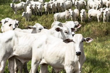 Bir mera otlatma Nelore sığır sürüsü