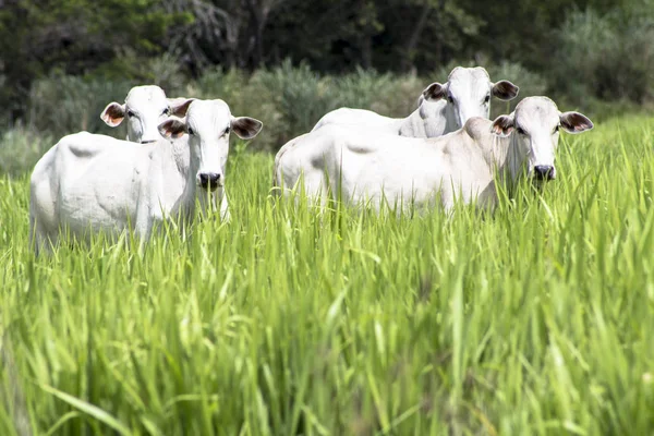 Rebaño de ganado Nelore pastando en un pastizal —  Fotos de Stock