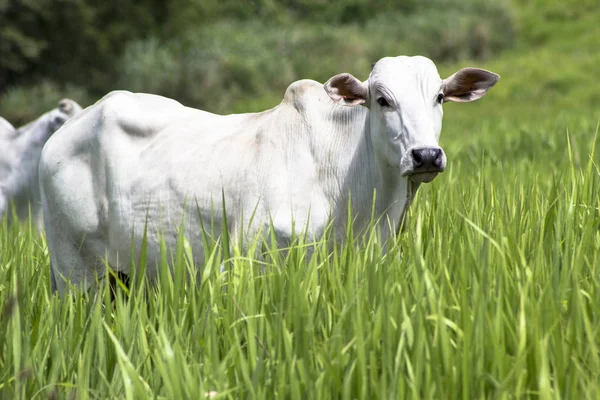 Nelore 가축은 목초지에서 방목의 — 스톡 사진
