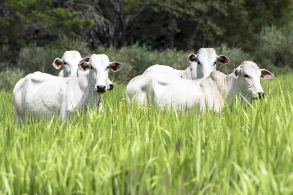 Bir mera otlatma Nelore sığır sürüsü