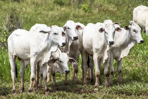 Rebanho de gado Nelore pastando em um pasto — Fotografia de Stock