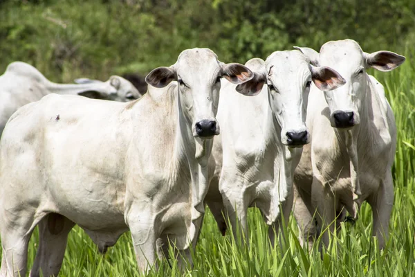 Mandria Bovini Nelore Pascolo Pascolo — Foto Stock