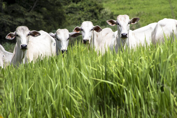 Herd of Nelore cattle grazing in a pasture