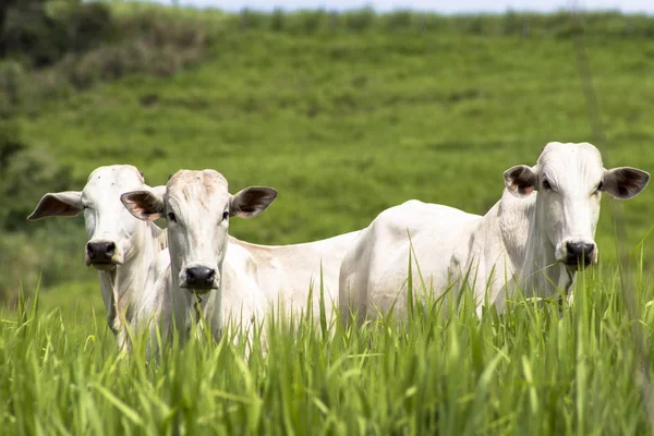 Herd Nelore Cattle Grazing Pasture — Stock Photo, Image