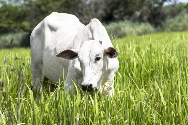 Herde Nelore Rinder Weidet Auf Einer Weide — Stockfoto