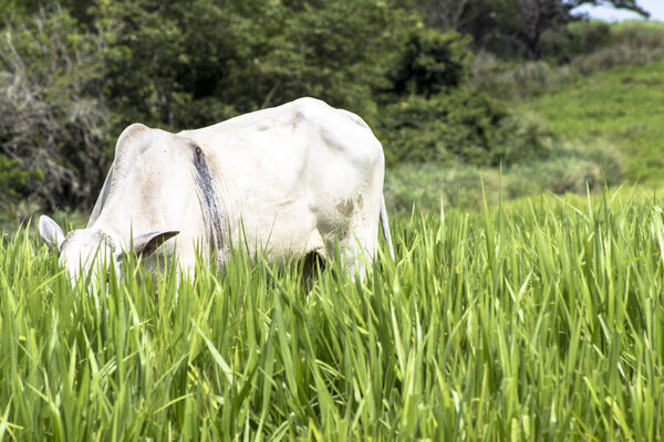 Herd of Nelore cattle grazing in a pasture