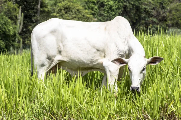 Bir mera otlatma Nelore sığır sürüsü
