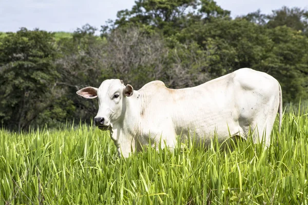 Herd Nelore Cattle Grazing Pasture — Stock Photo, Image