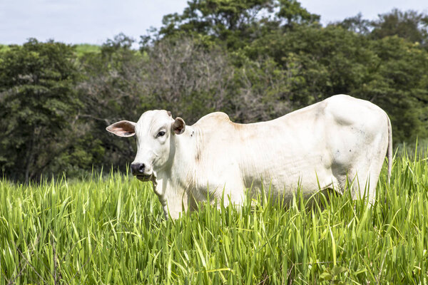 Herd of Nelore cattle grazing in a pasture
