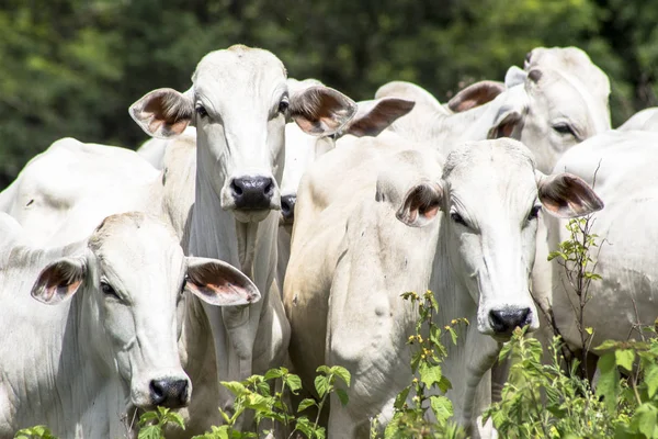 Bir mera otlatma Nelore sığır sürüsü