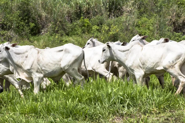 Kudde Nelore Vee Grazen Een Weiland — Stockfoto