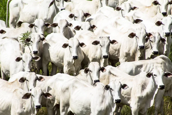 Rebanho de gado Nelore pastando em um pasto — Fotografia de Stock