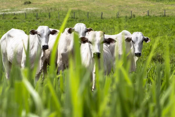 Rebanho de gado Nelore pastando em um pasto — Fotografia de Stock