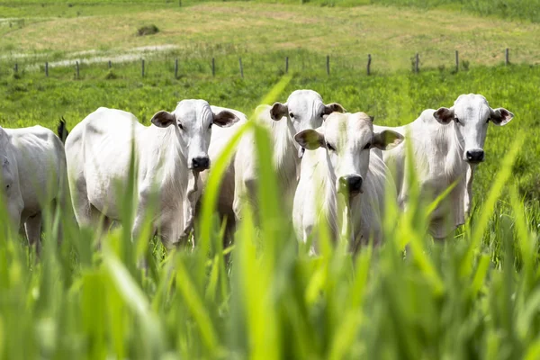 Herd of Nelore cattle grazing in a pasture — Stock Photo, Image