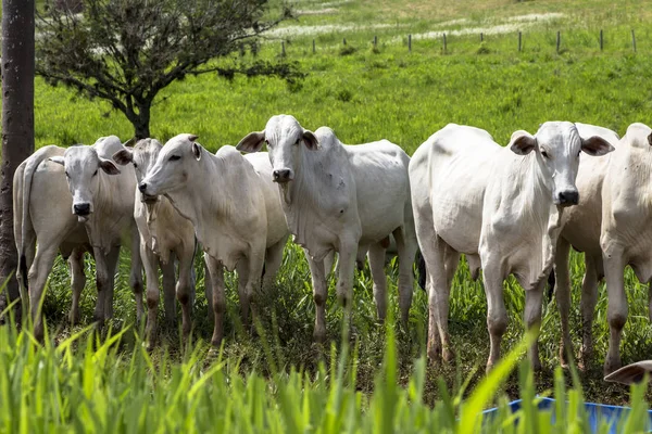 Mandria Bovini Nelore Pascolo Pascolo — Foto Stock