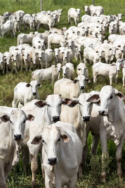 Bir mera otlatma Nelore sığır sürüsü