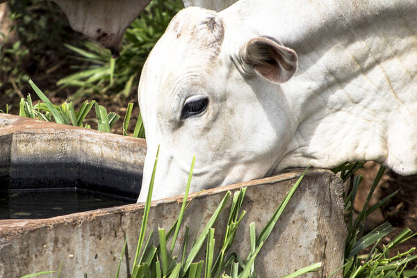 Herd of Nelore cattle grazing in a pasture