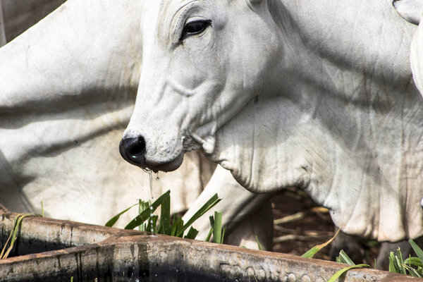 Herd of Nelore cattle grazing in a pasture