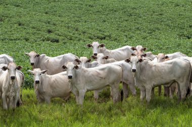 Bir mera otlatma Nelore sığır sürüsü