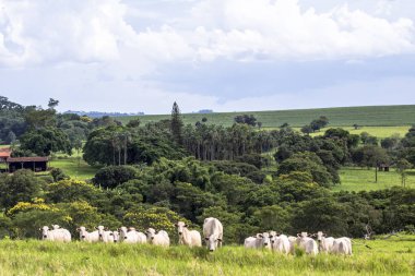 Bir mera otlatma Nelore sığır sürüsü