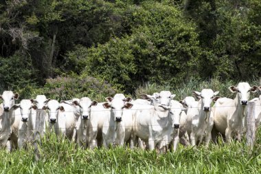 Bir mera otlatma Nelore sığır sürüsü