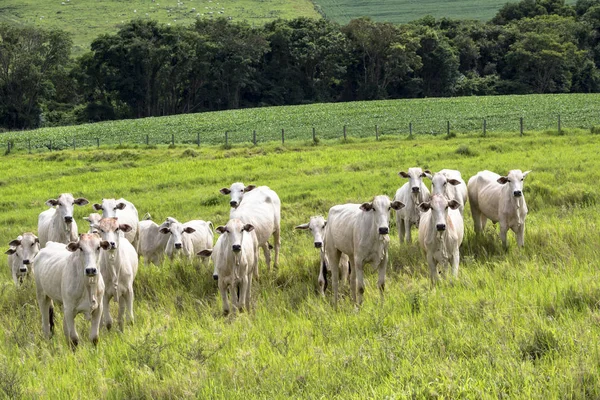 Rebanho de gado Nelore pastando em um pasto — Fotografia de Stock