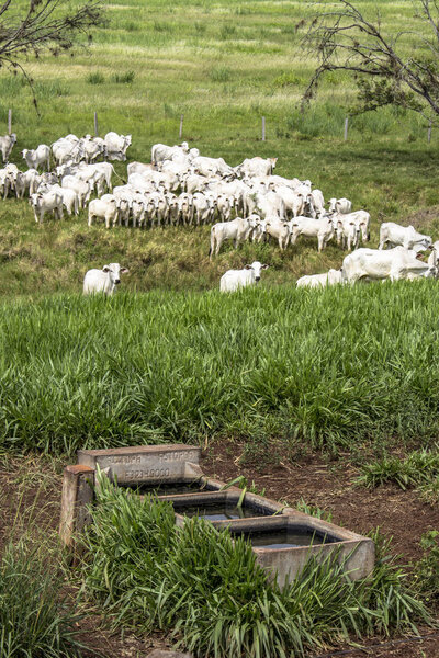 Herd of Nelore cattle grazing in a pasture