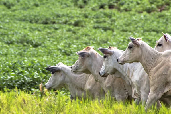 Bir mera otlatma Nelore sığır sürüsü