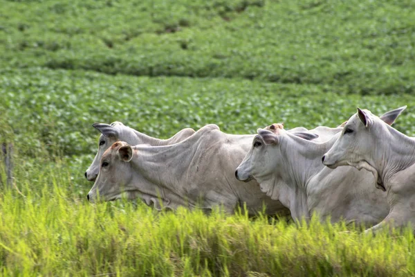 Nelore 가축은 목초지에서 방목의 — 스톡 사진