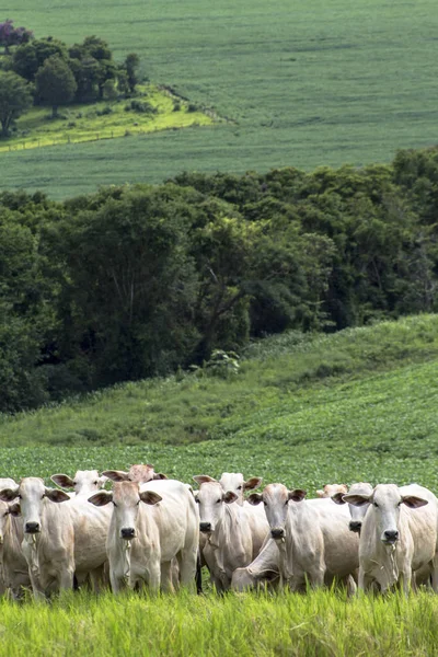 群罗门牛在牧场放牧 — 图库照片
