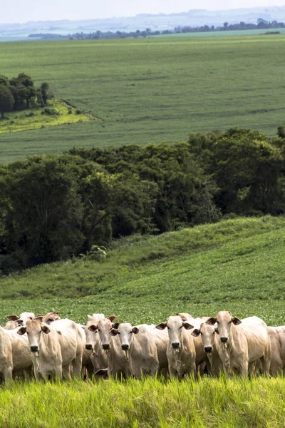 Rebaño de ganado Nelore pastando en un pastizal —  Fotos de Stock