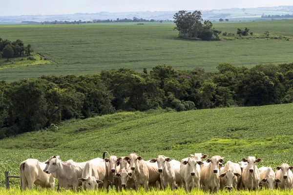 Rebanho de gado Nelore pastando em um pasto — Fotografia de Stock