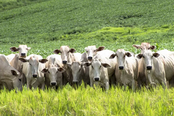 Rebanho de gado Nelore pastando em um pasto — Fotografia de Stock