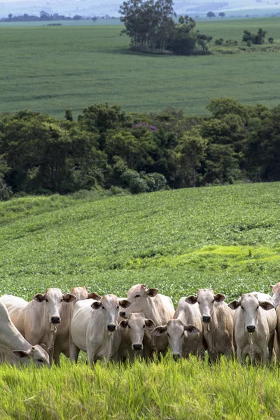 Kudde Nelore vee grazen in een weiland — Stockfoto